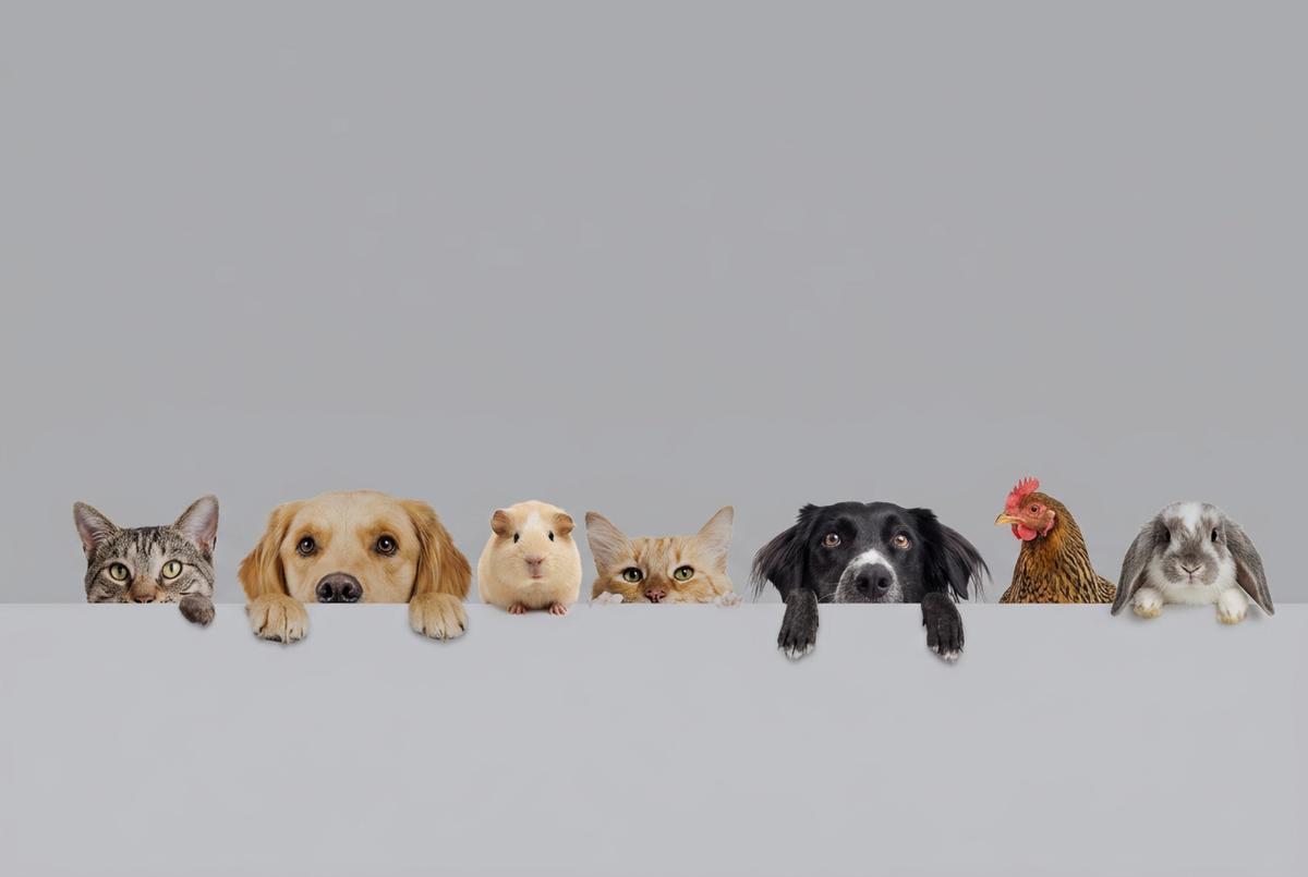 Pet banner with cats, dogs, a guinea pig, a chicken, and a rabbit peeking over a ledge